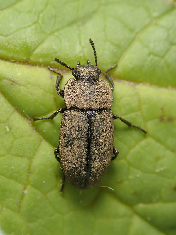 Tenebrionidae: Gonocephalum? S. Gonocephalum granulatum ssp. nigrum